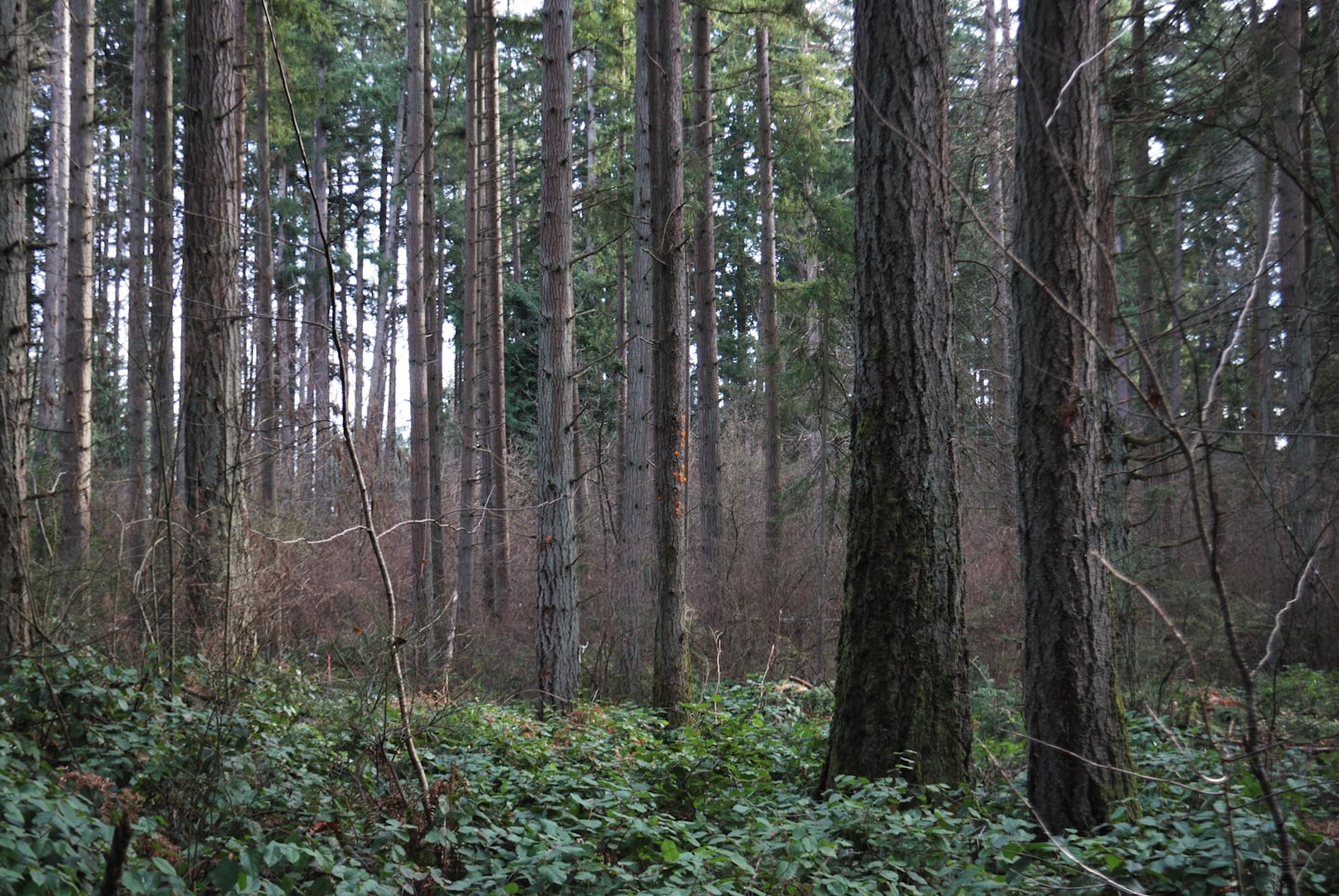 Müügitehingu ettevalmistamine 8 {title} - Metsamaakler